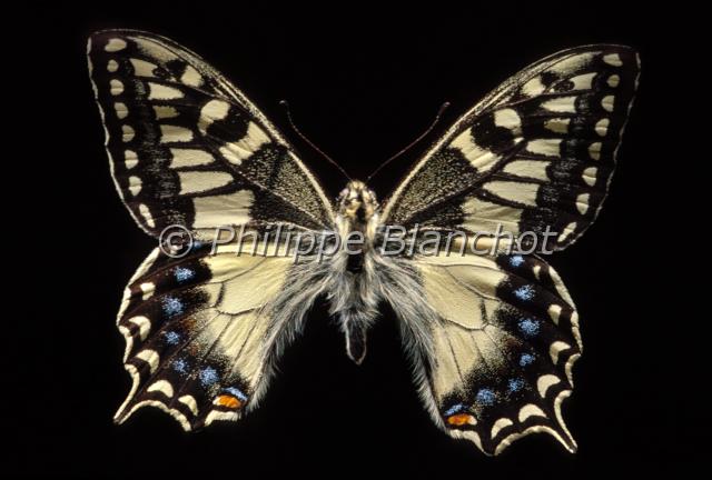 papilio hospiton.JPG - Papilio hospitonPorte queue de CorseCorsican Swallowtail butterflyLepidoptera, PapilionidaePapillon protégé en France